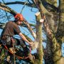Photo of Bat Tree Services & More