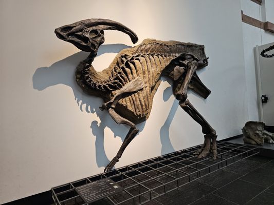 Senckenberg Nature Museum by null