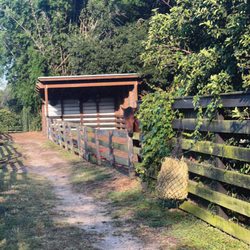 Escape With Horses