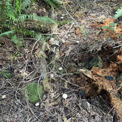 Grand Ridge Park - Rain + Warm Weather = mushrooms