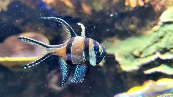 North Carolina Aquarium at Fort Fisher by null