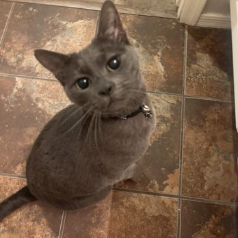The Pawsketeers - My cat! - Pet Sitting Near Me The Pawsketeers - My cat! - Pet Sitting Near Me
