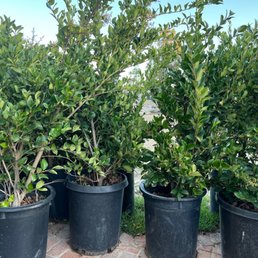 Ligustrum bush Ligustrum bush