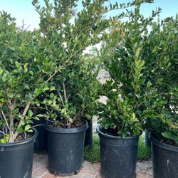 Saticoy Nursery - Ligustrum bush