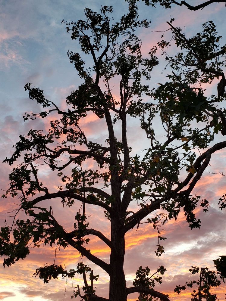 Red Maple Tree Service - tree service in San Diego, CA