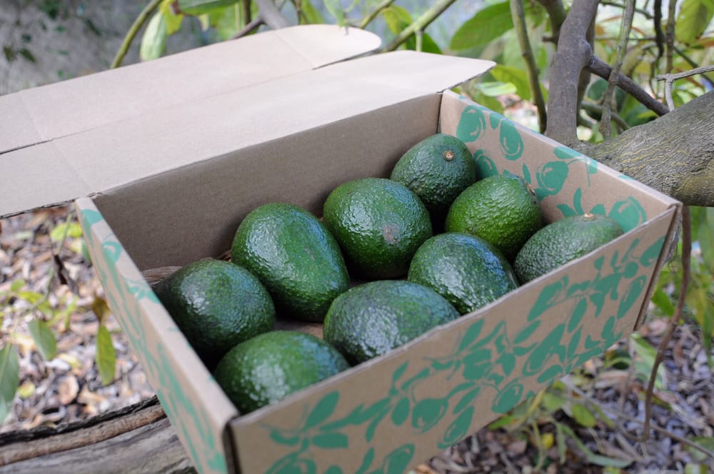Avoganic Logo