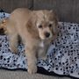 Photo of Doggie Designs Pet Grooming