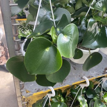 Magnolias Floristry - peperomia raindrop - Florists Near Me - Brooklyn, New York Magnolias Floristry - peperomia raindrop - Florists Near Me - Brooklyn, New York