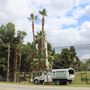 Mario's Tree Services