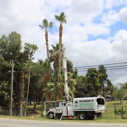 Mario's Tree Services