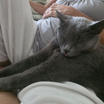 Cat Depot - Maxie - Animal Shelters Near Me - Sarasota, Florida Cat Depot - Maxie - Animal Shelters Near Me - Sarasota, Florida