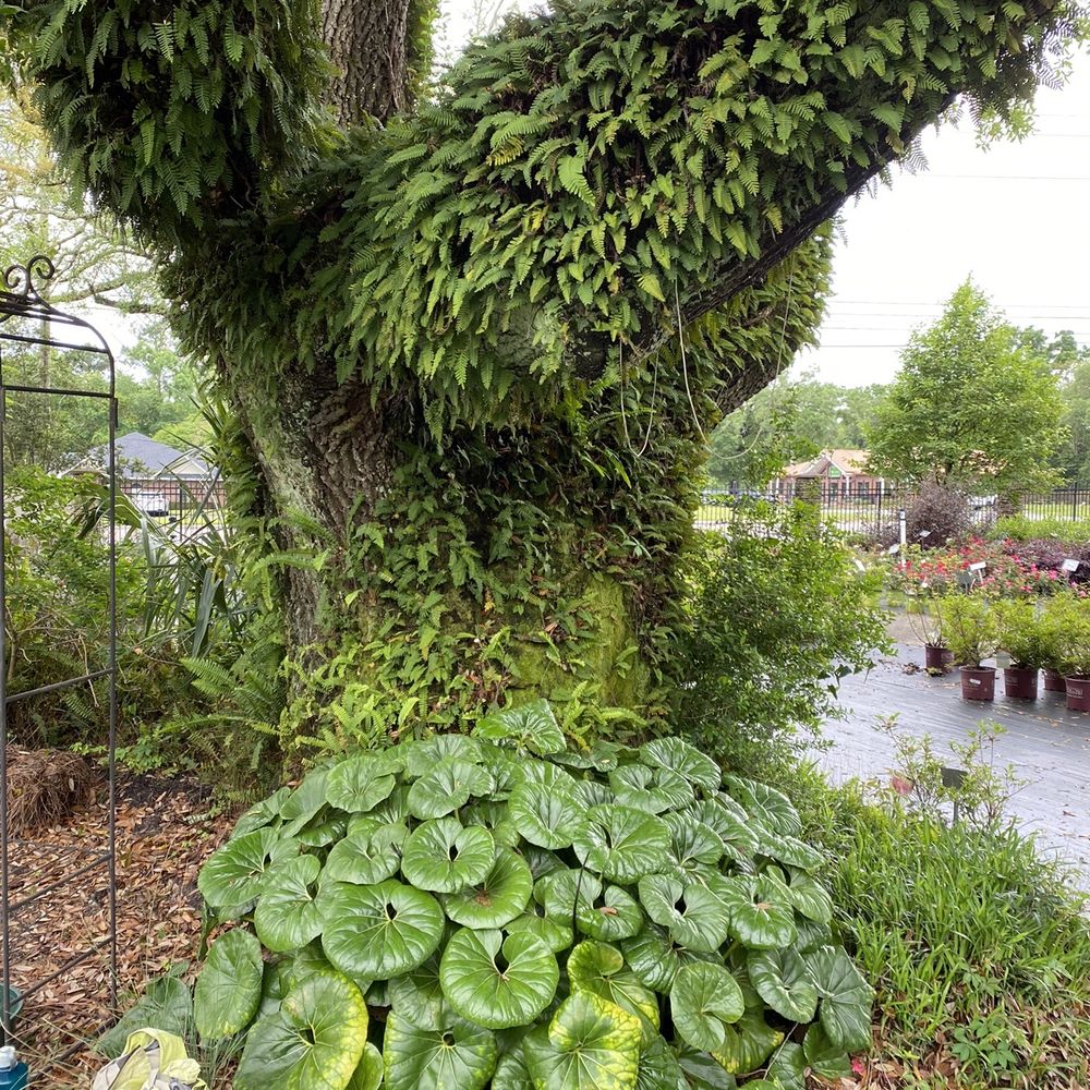 Woerner - The magic of Florida - old oaks here 300 years old plus... - Nurseries & Gardening Near Me - Pensacola, Florida Woerner - The magic of Florida - old oaks here 300 years old plus... - Nurseries & Gardening Near Me - Pensacola, Florida