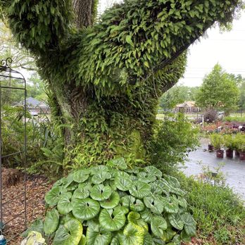 Woerner - The magic of Florida - old oaks here 300 years old plus... - Nurseries & Gardening Near Me - Pensacola, Florida Woerner - The magic of Florida - old oaks here 300 years old plus... - Nurseries & Gardening Near Me - Pensacola, Florida