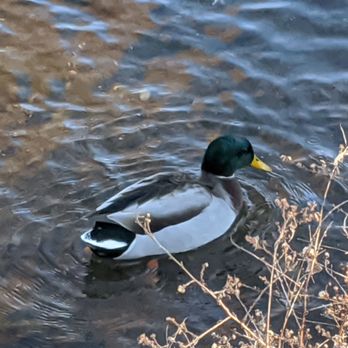 Brown Park - Parks Near Me - Louisville, Kentucky