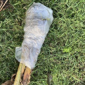 Ty Ty Nursery - Delicate packaging. - Nurseries & Gardening Near Me - Ty Ty, Georgia