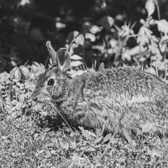 Southside Riverfront Park & Trail - Eastern Cottontails are a regular sight during Spring and Summer. - Parks Near Me - Pittsburgh, Pennsylvania Southside Riverfront Park & Trail - Eastern Cottontails are a regular sight during Spring and Summer. - Parks Near Me - Pittsburgh, Pennsylvania