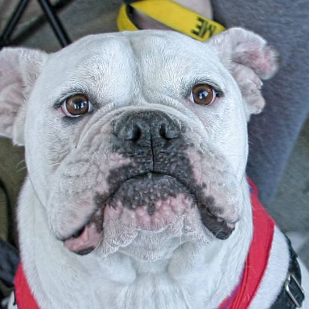 K9 Paw Print Rescue - Animal Shelters Near Me