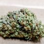 Photo of Tree Frog Botanicals