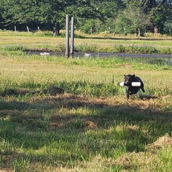 Cross Creek Kennel