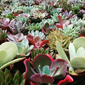 RV Nursery - Nurseries & Gardening Near Me - Buena Park, California RV Nursery - Nurseries & Gardening Near Me - Buena Park, California