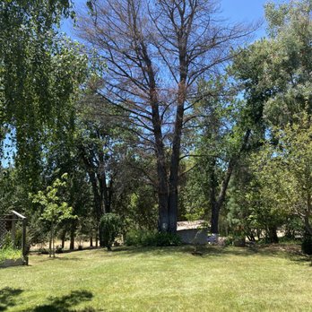 Northwest Hazard Trees - Dead pine. - Tree Services Near Me