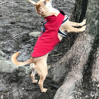 Hip Hound - Hip Hound rain coat - Pet Stores Near Me - Portland, Oregon Hip Hound - Hip Hound rain coat - Pet Stores Near Me - Portland, Oregon