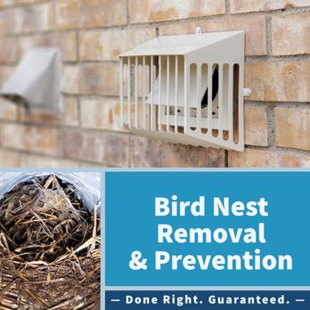 HomeSafe Dryer Vent Cleaning - Birds love building their nests in your dryer vent. We can help. - Air Duct Cleaning Near Me - Plano, Texas HomeSafe Dryer Vent Cleaning - Birds love building their nests in your dryer vent. We can help. - Air Duct Cleaning Near Me - Plano, Texas