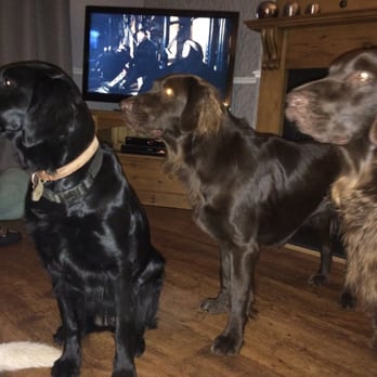 Care2Pets - Melanie's pooches, with Lolli creeping in the background! - Dog Walkers Near Me - Stockport, XGM