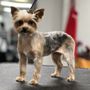Photo of Professional Grooming by Jackie