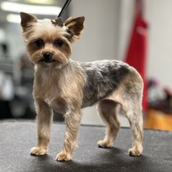 Professional Grooming by Jackie - #2a/o tb