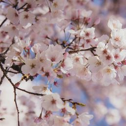 Cherry blossoms. MY PHOTO FROM MY PROFESSIONAL CAMERA Cherry blossoms. MY PHOTO FROM MY PROFESSIONAL CAMERA