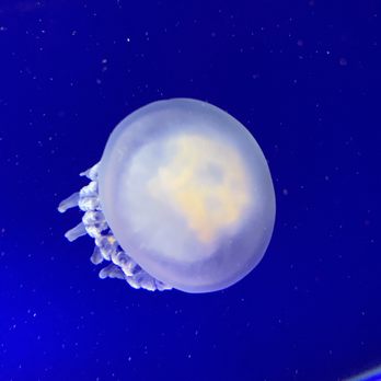 Oceanogràfic - Aquariums Near Me - Valencia, V