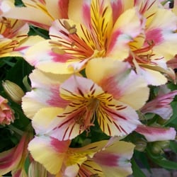 Princess lilies