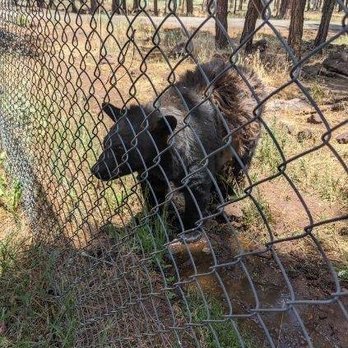 Bearizona - Zoos Near Me - Williams, Arizona