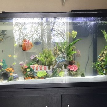 Little Amazon Fish & Pets - Pet Stores Near Me - Seattle, Washington Little Amazon Fish & Pets - Pet Stores Near Me - Seattle, Washington