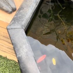 Infinity Aquarium Design