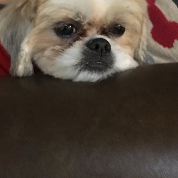 CF Personal Grooming Salon - Pet Groomers Near Me - Spring, Texas