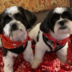 Palmetto Pet Hospital - Oreo and Chip love Palmetto Pet Hospital and Dr Dawn. We love the great care we get there and all of the staff.