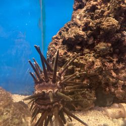 Max Reef Aquatics - More echinoderms