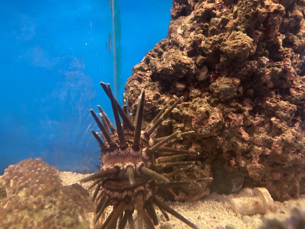 MAX REEF AQUATICS Updated October 2024 14 Photos 1556 Barnum Ave