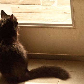 Cat Town - Animal Shelters Near Me - Oakland, California Cat Town - Animal Shelters Near Me - Oakland, California