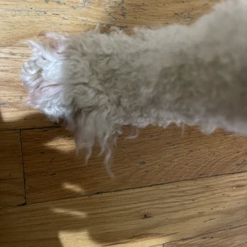 Dapper Tails - Pet Groomers Near Me