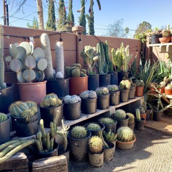 Norens Nursery - So much cactus - Nurseries & Gardening Near Me - Claremont, California Norens Nursery - So much cactus - Nurseries & Gardening Near Me - Claremont, California