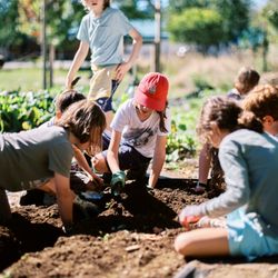 Olympia Waldorf School - In 3rd grade students learn about farming and food production.