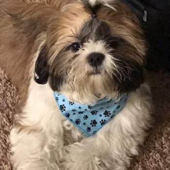 Tender Touch Grooming - Pet Groomers Near Me - Granada Hills, California Tender Touch Grooming - Pet Groomers Near Me - Granada Hills, California