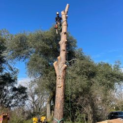C.E Tree Management