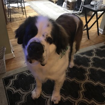 Cloud Canine - Pet Groomers Near Me - Little Falls, New Jersey