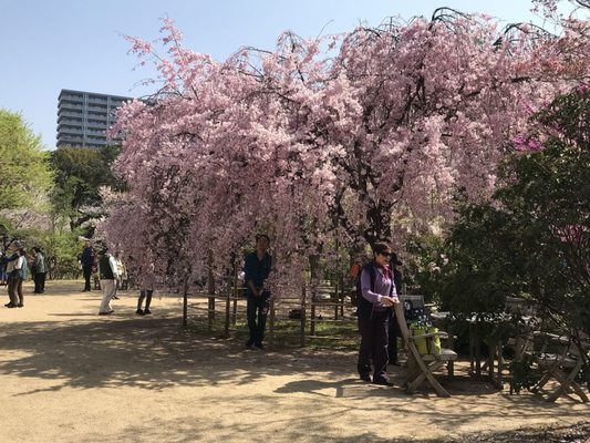 Shukkeien Garden by null