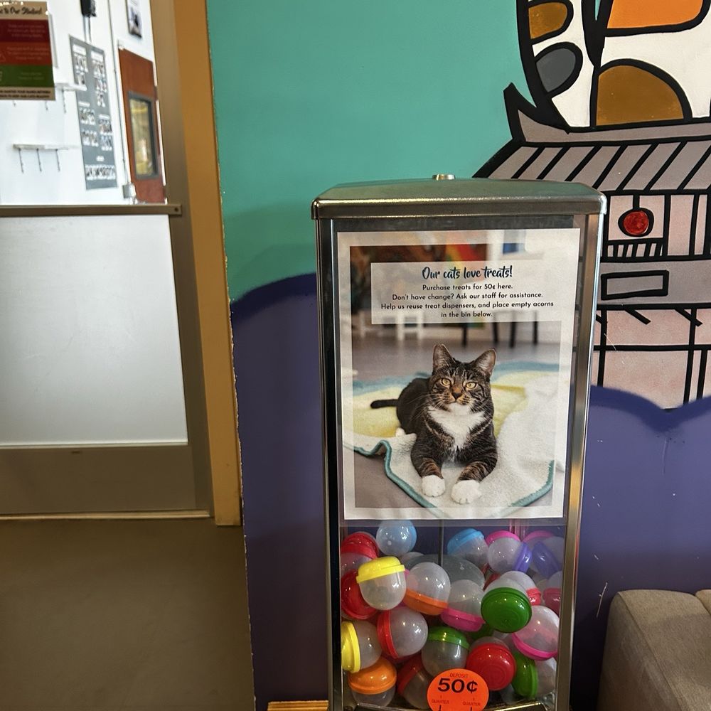 Cat Town - Animal Shelters Near Me - Oakland, California Cat Town - Animal Shelters Near Me - Oakland, California