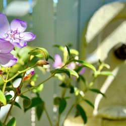 Armstrong Garden Centers - #YelpElite #Yelp #garden